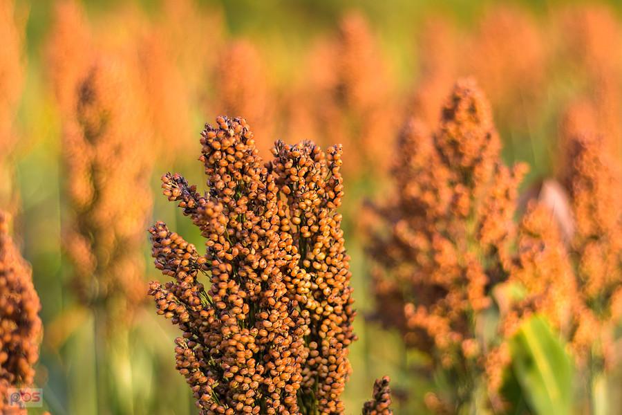 Sorgo na polu w Starym Broniszewie