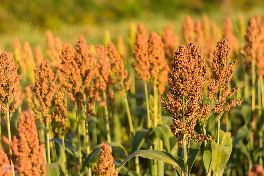 Sorgo na polu w Starym Broniszewie