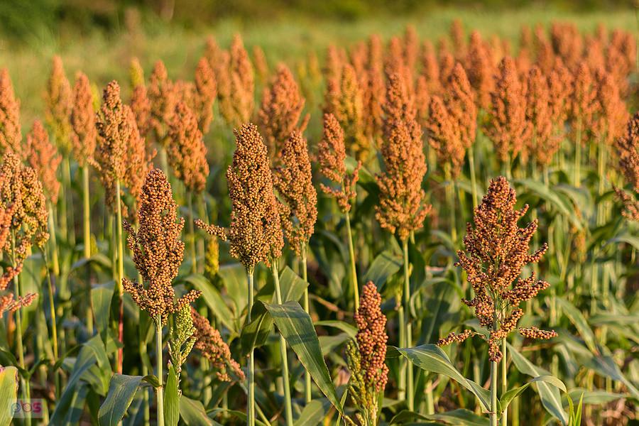 Sorgo na polu w Starym Broniszewie