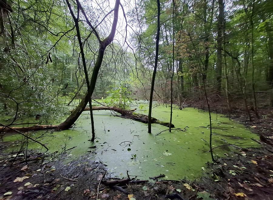 Bagno w rezerwacie Żurawiniec