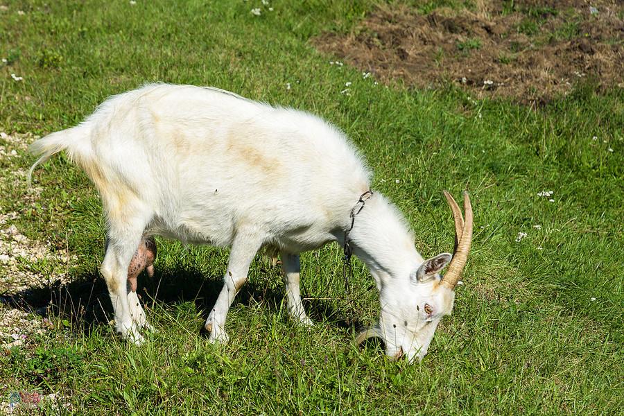 Koza w pobliżu Warty