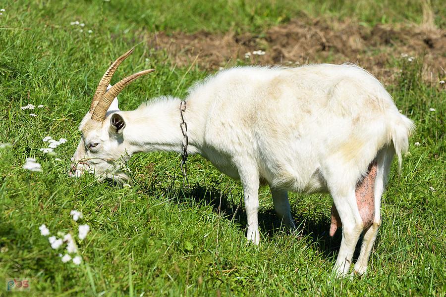 Koza w pobliżu Warty