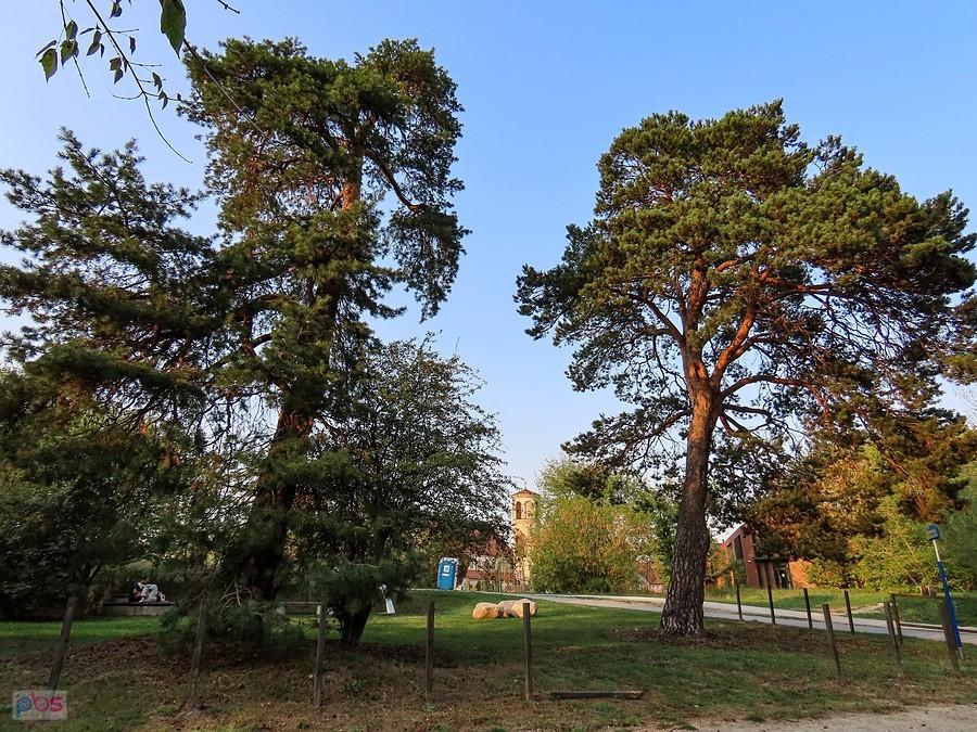 Pomnikowe sosny przy Kazurce