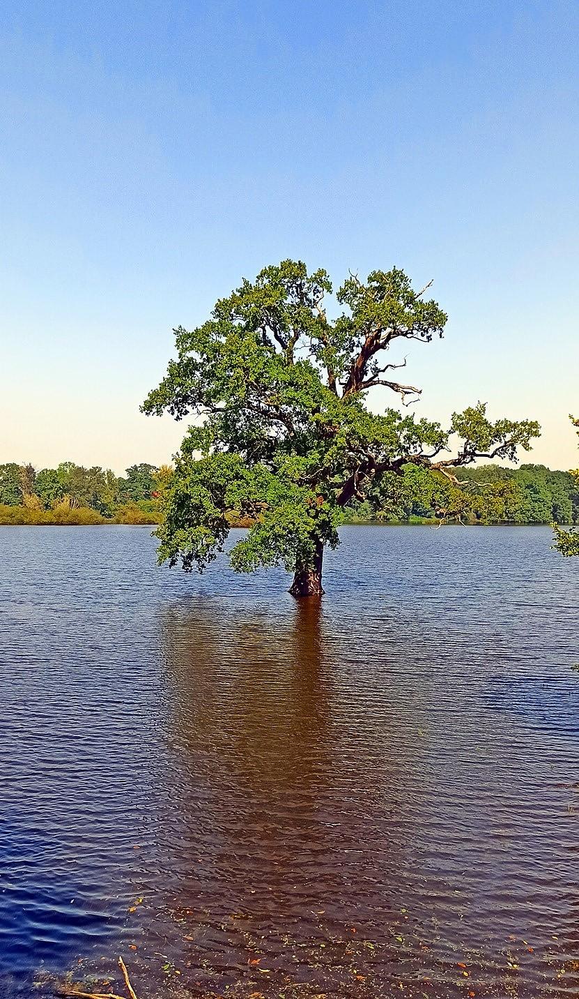 Widok na wezbraną Barycz w miejscowości Wyszanów