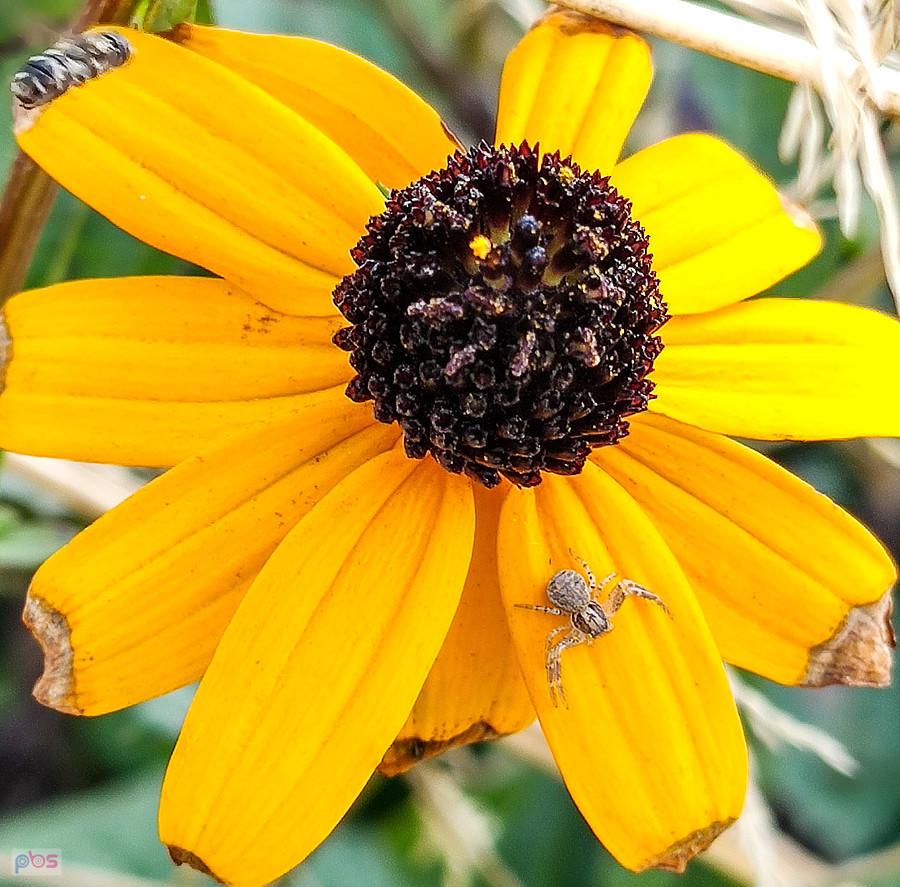 Rudbekia z pajączkiem