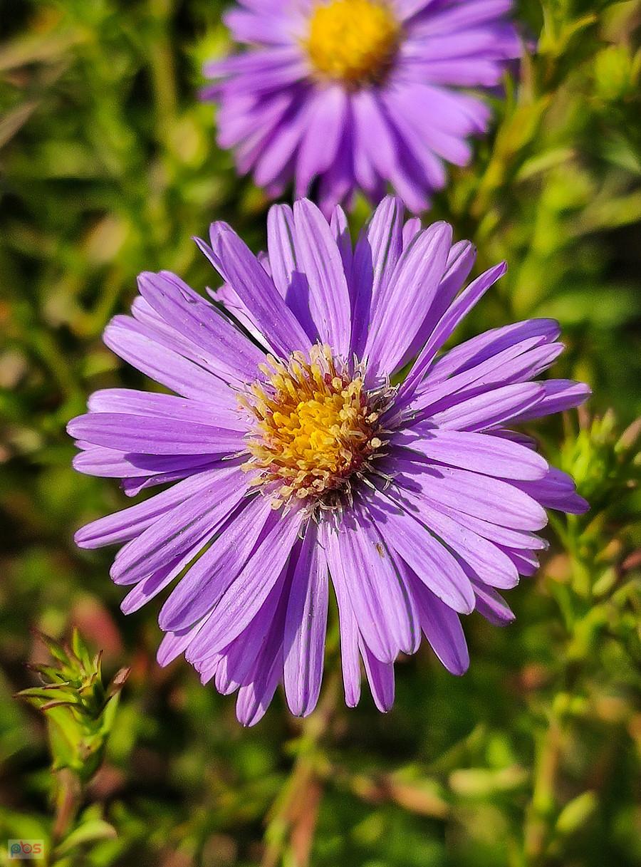 Aster wysłaniec jesieni