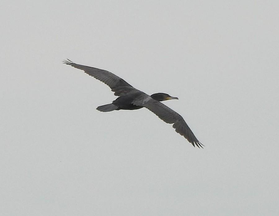 Przelatujący kormoran