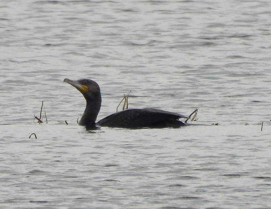 Kormoran na wodzie