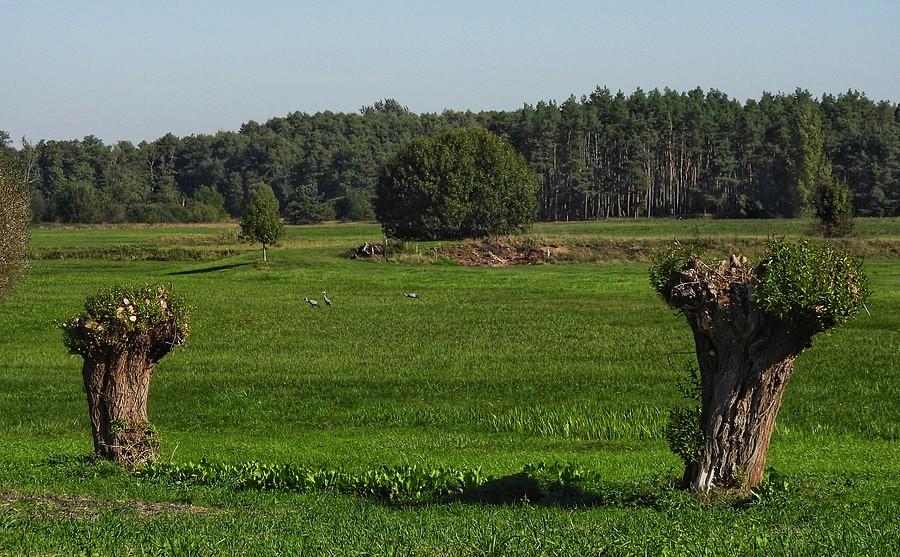 Wielkopolski landszafcik