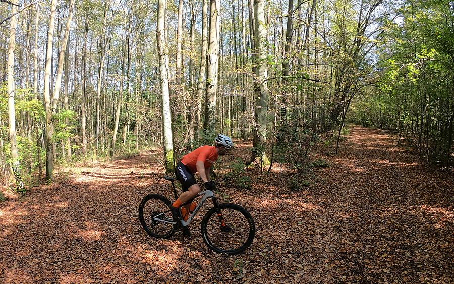 Rasowy MTB-owiec we wrześniowym lesie