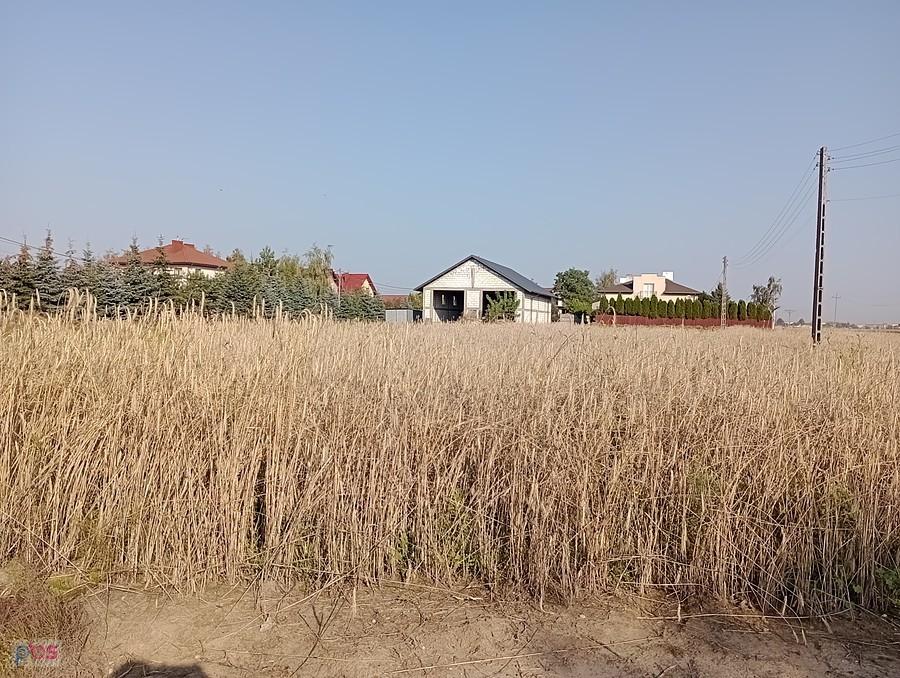 Zapomnieli o tym zbożu..?