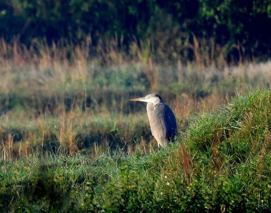 Czapla schowana i prześwietlona
