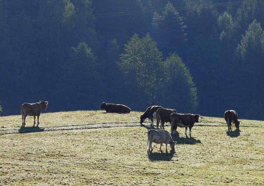 Zbliżenie na krówki