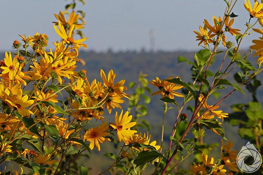 rudbekie z G.Świętokrzyskimi