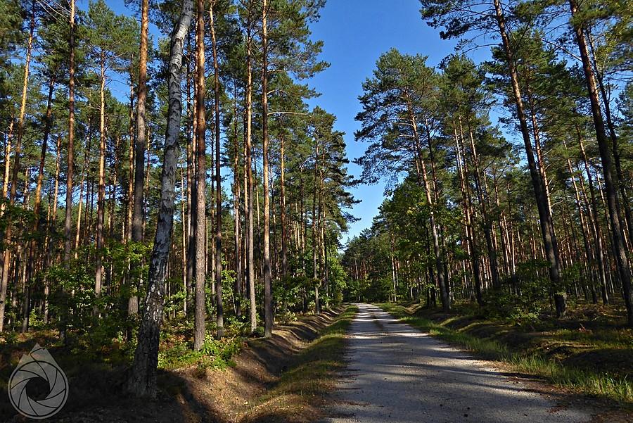 szuterki kieleckie