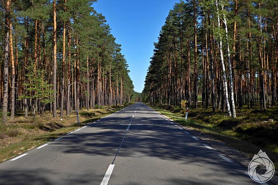 lasy pod RoztoczańskimPN