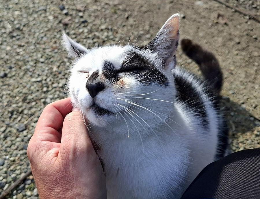 Kotek w siódmym niebie