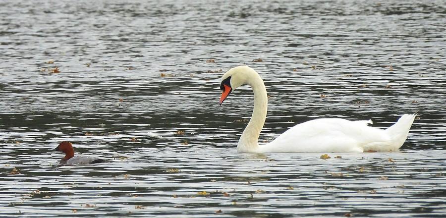 Łabędź i głowienka