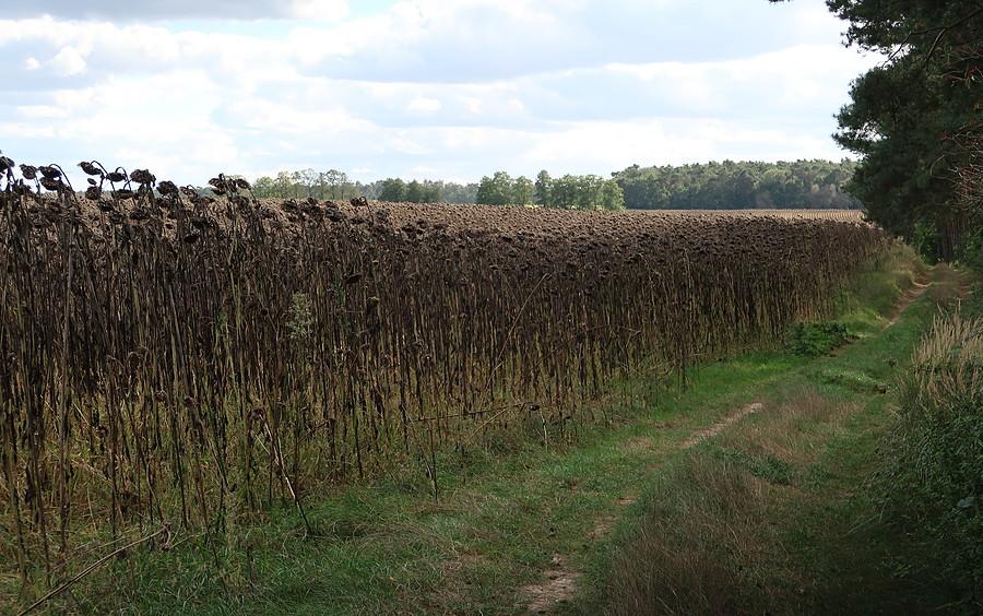 Biedne i zdychajace słoneczniki