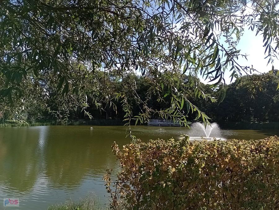 Staw w Ołtarzewie