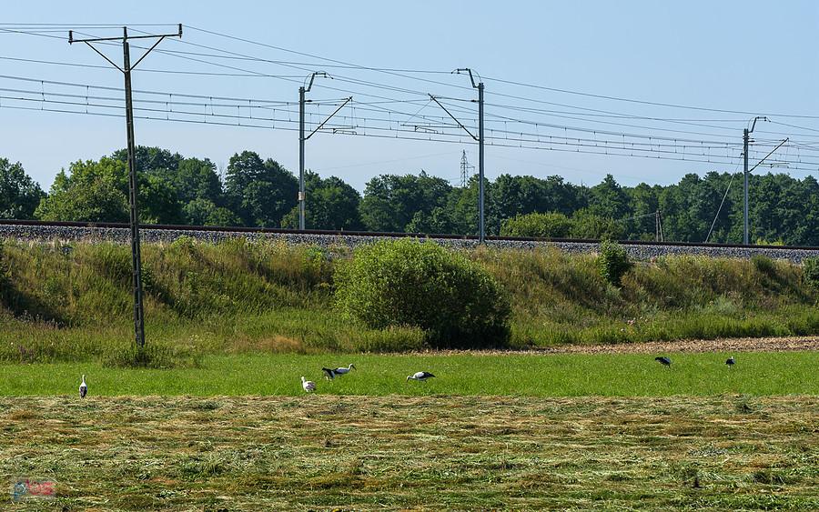 Bociany w pobliżu torów CMK - Zawadka
