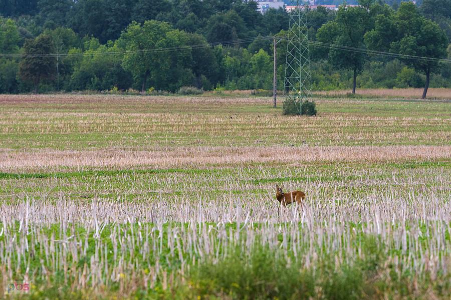 Koziołek na obrzeżach Myszkowa, dzielnica Mrzygłódka