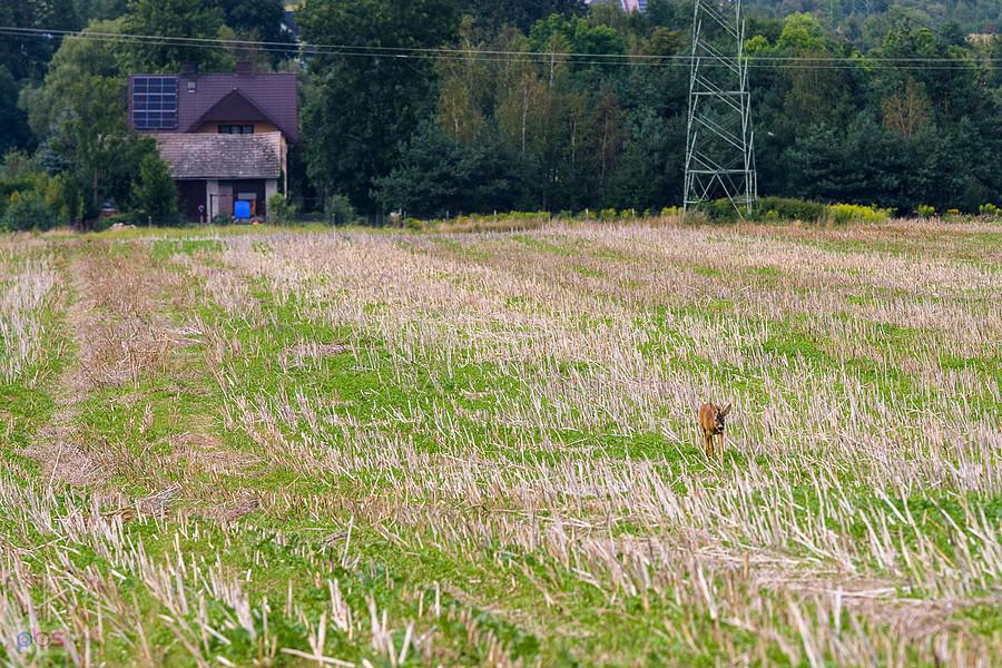 Koziołek na obrzeżach Myszkowa, dzielnica Mrzygłódka