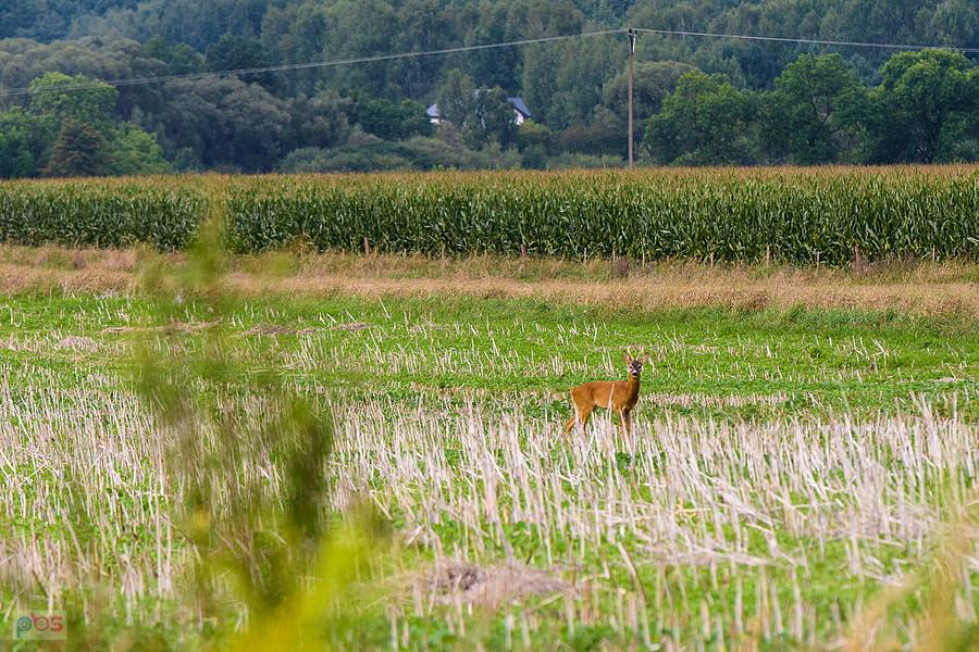 Koziołek na obrzeżach Myszkowa, dzielnica Mrzygłódka