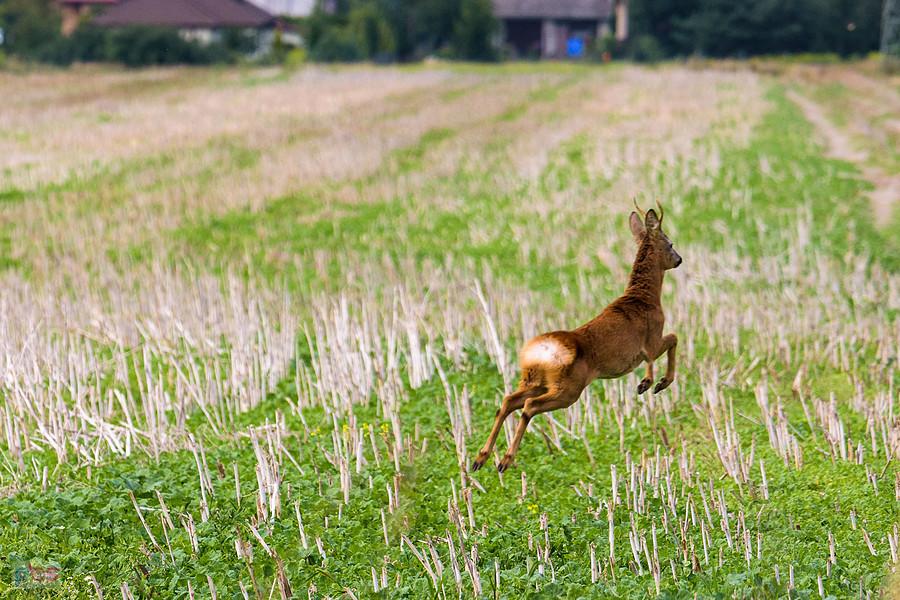 Koziołek na obrzeżach Myszkowa, dzielnica Mrzygłódka