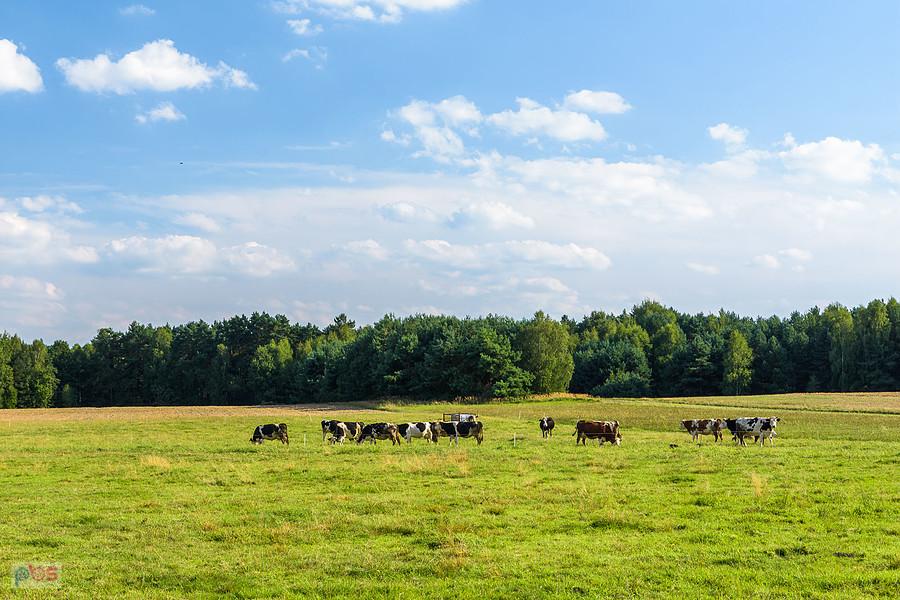 Motyczno