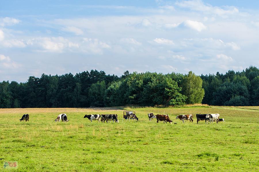 Motyczno