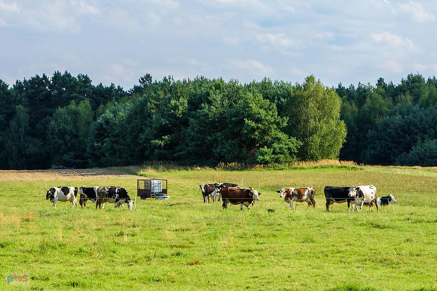 Motyczno