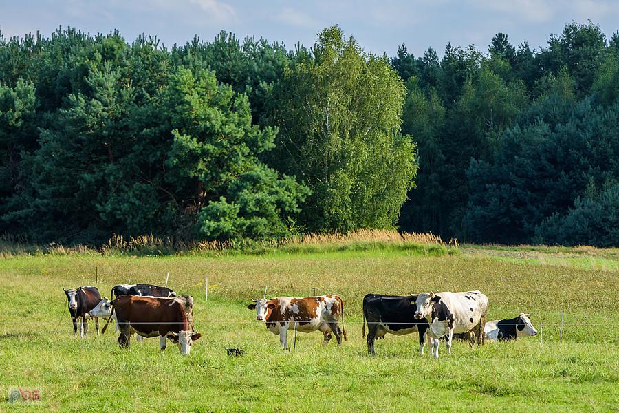 Motyczno