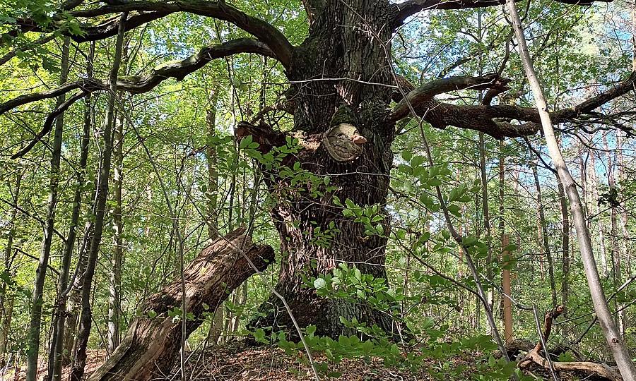 Pomnikowy dąb pod Skwierzyną