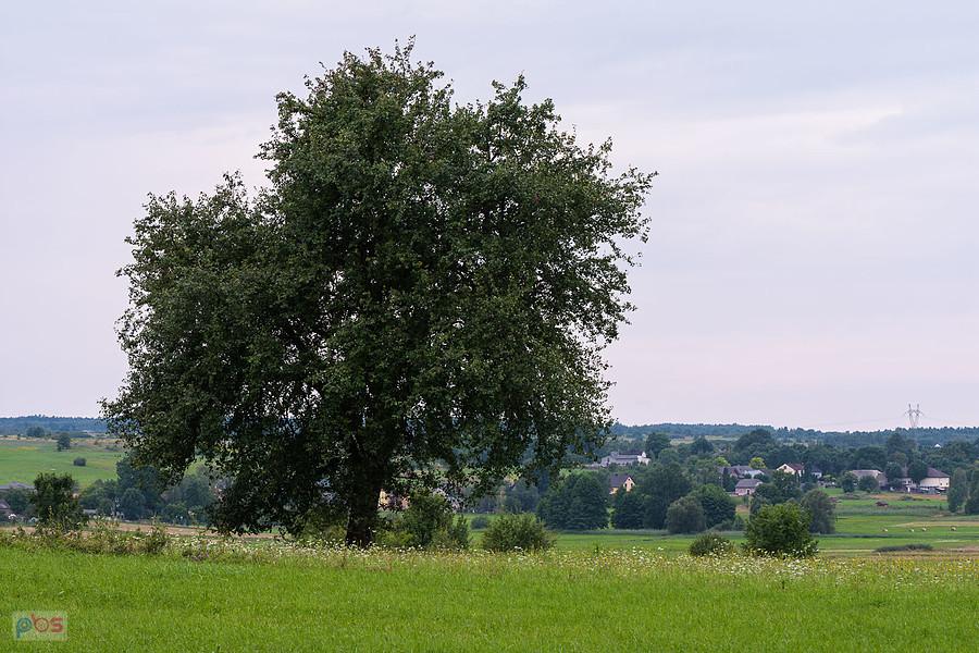 Lgota Górna