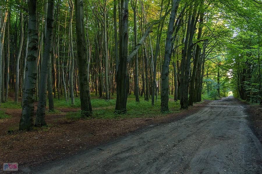 Las Recki - Dąbrowa Górnicza
