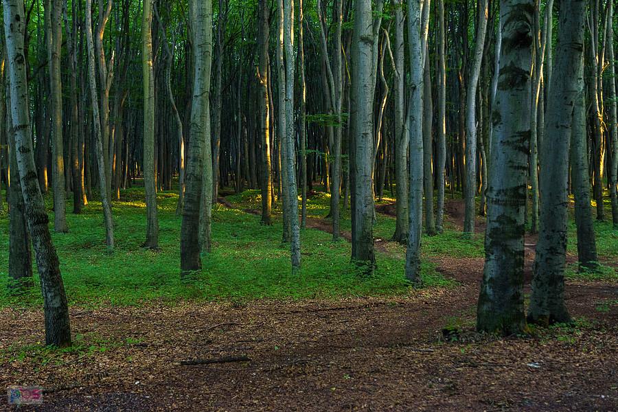 Las Recki - Dąbrowa Górnicza