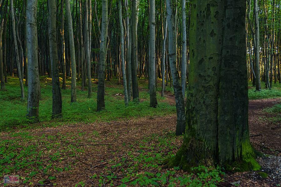 Las Recki - Dąbrowa Górnicza