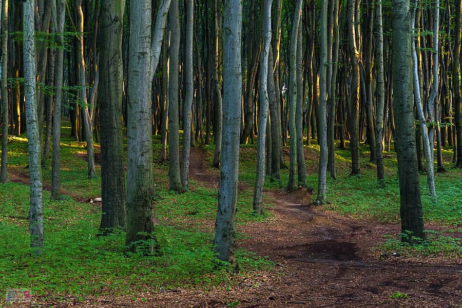 Las Recki - Dąbrowa Górnicza