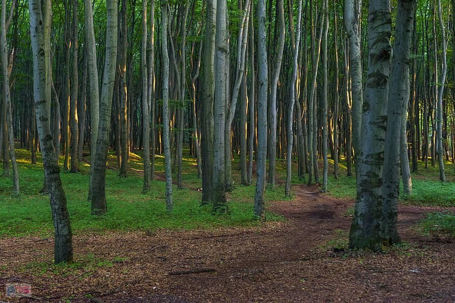 Las Recki - Dąbrowa Górnicza
