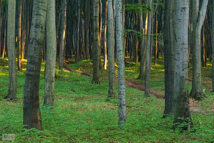 Las Recki - Dąbrowa Górnicza
