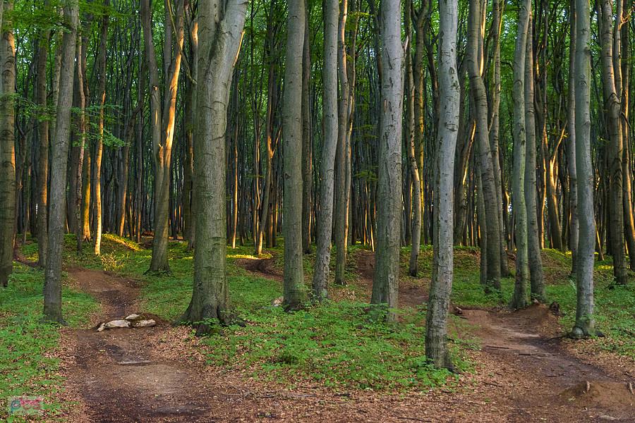 Las Recki - Dąbrowa Górnicza