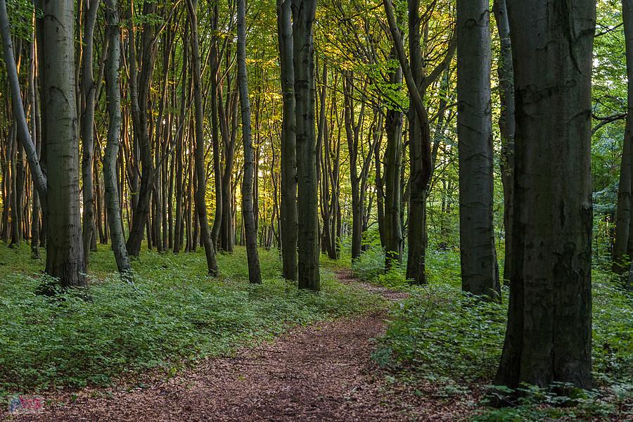 Las Recki - Dąbrowa Górnicza