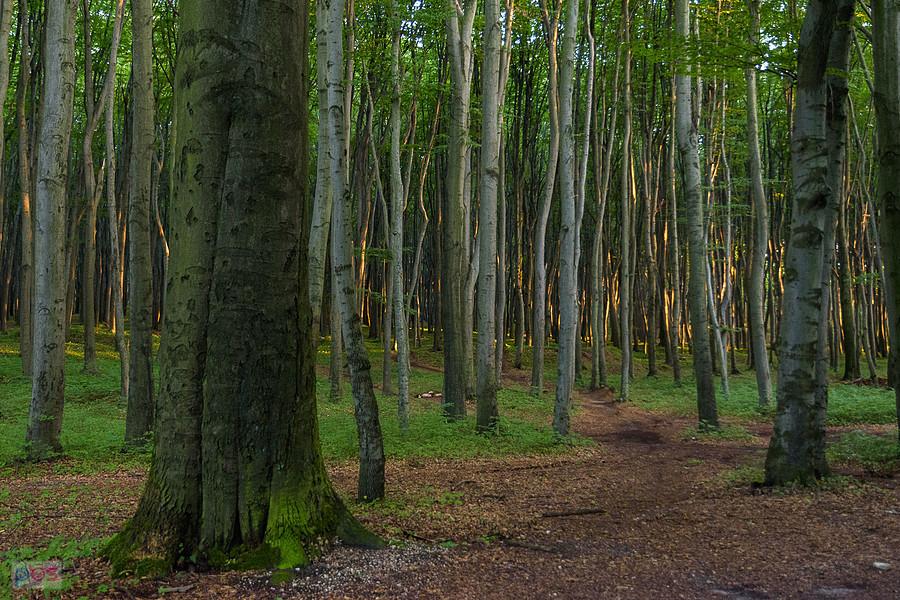 Las Recki - Dąbrowa Górnicza