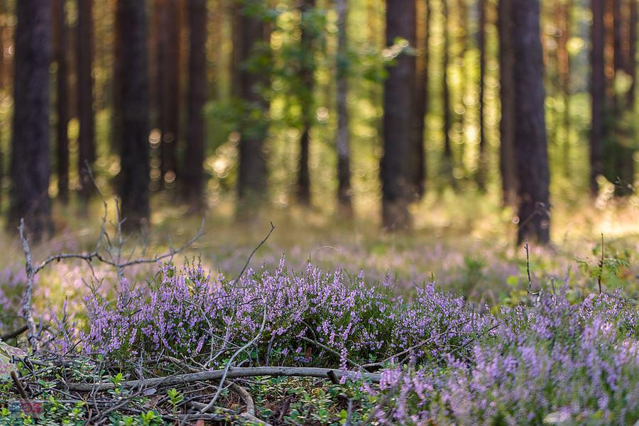 Las w miejscowości Masłońskie