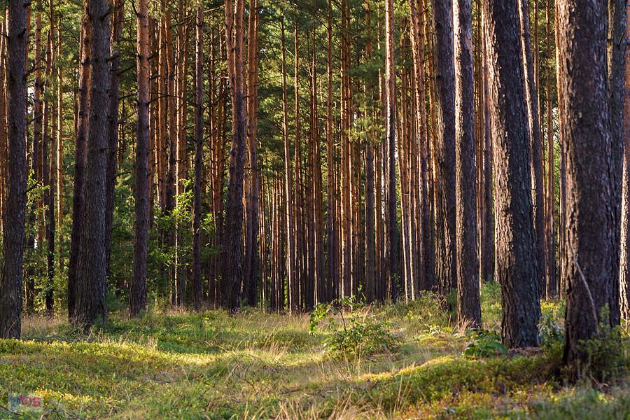 Las w miejscowości Masłońskie