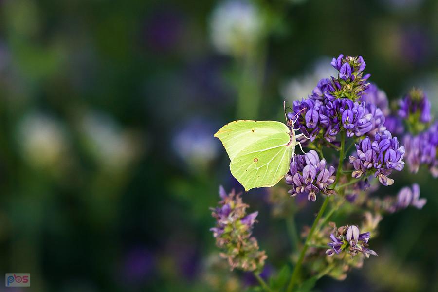 Latolistek cytrynek na polu lucerny siewnej w Przyłęku