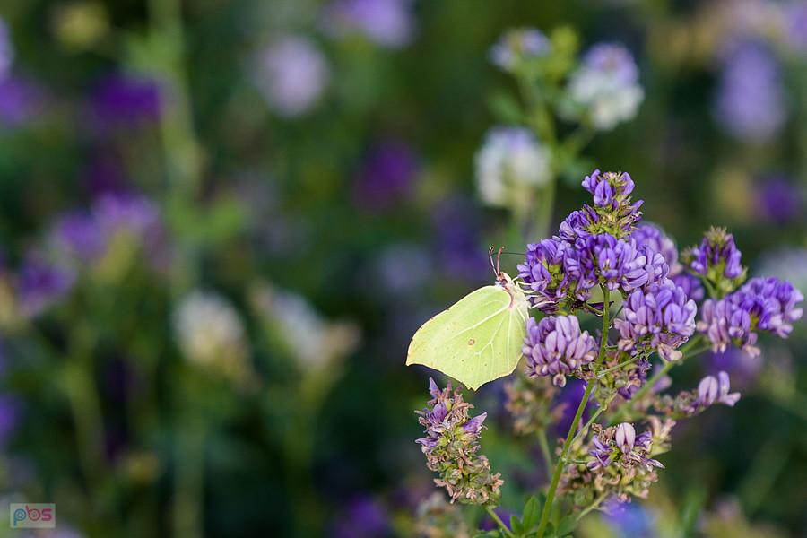 Latolistek cytrynek na polu lucerny siewnej w Przyłęku