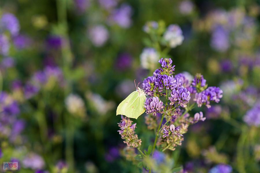 Latolistek cytrynek na polu lucerny siewnej w Przyłęku