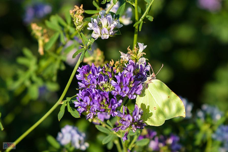 Latolistek cytrynek na polu lucerny siewnej w Przyłęku